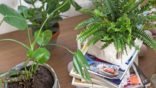 Unconventional Gardening Tips: Boost Your Greenery with Surprising Ideas