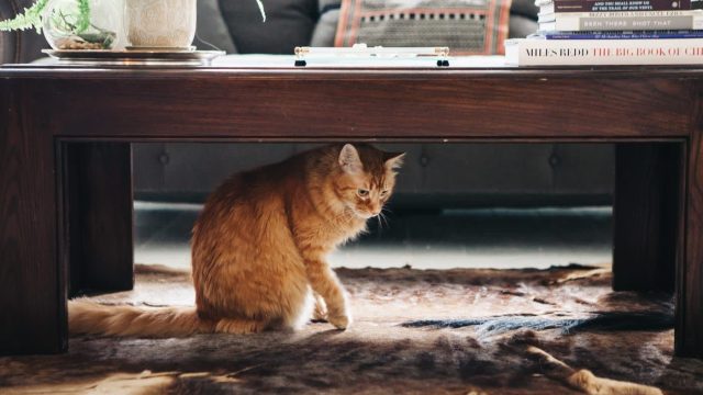 Transforming Your Home: Effective Litter Box Solutions for Cat Owners