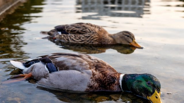 Unexpected Wildlife Incident: Dead Ducks Found in Reflecting Pool